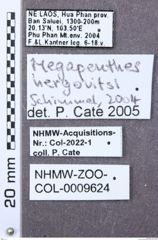 Etikett zu Neofleutiauxia hamanni (Platia, 2008)